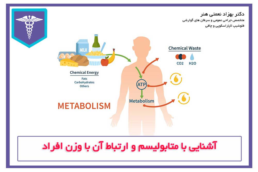 آشنایی با متابولیسم و ارتباط آن با وزن افراد